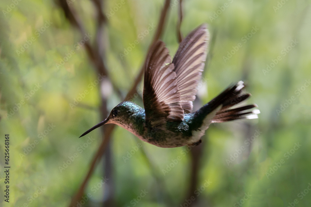 Obraz premium The flight of Fork-tailed Woodnymph also know as beija-flor-tesoura-verde. Species Thalurania furcata. Birdwatching. Birding. Hummingbird.