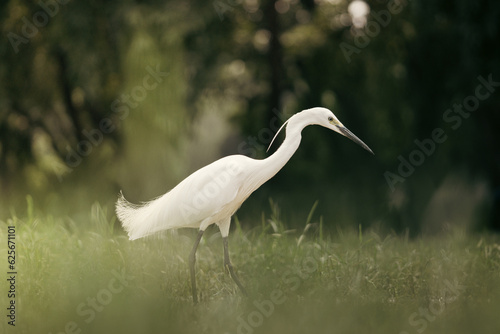 great white heron