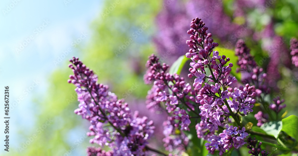 Obraz premium Blooming lilac close-up. Spring lilac