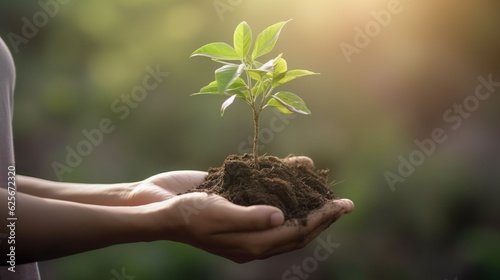 Hands holding young plant in sunshine and green background at sunset. Environment conservation, reforestation, climate change