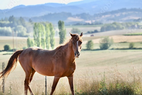 Obraz na plátně Chestnut horse in Yamhill Oregon with quizzical expression