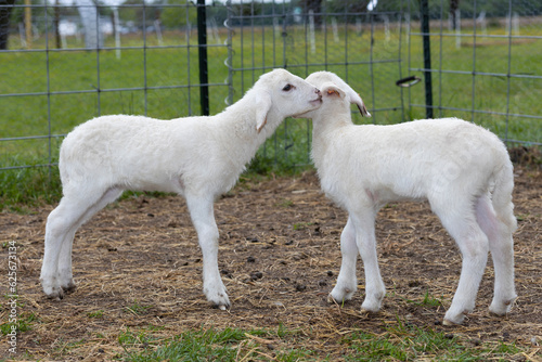Twin sheep lambs telling a secret