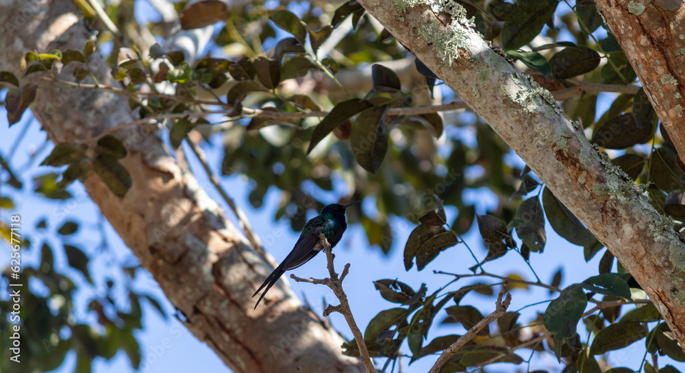 A beautiful Swallow-tailed hummingbird in the wild. A beautiful Swallow-tailed hummingbird in the wild.