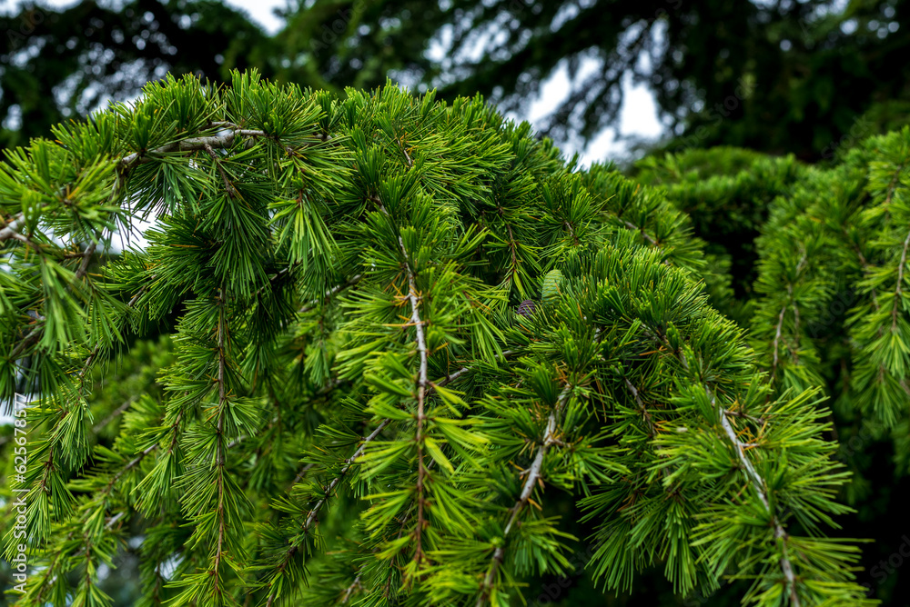 Fototapeta premium Cedrus deodara, the deodar cedar, Himalayan cedar, or deodar.