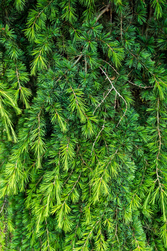 Cedrus deodara, the deodar cedar, Himalayan cedar, or deodar. © Ordasi  Tatyjana