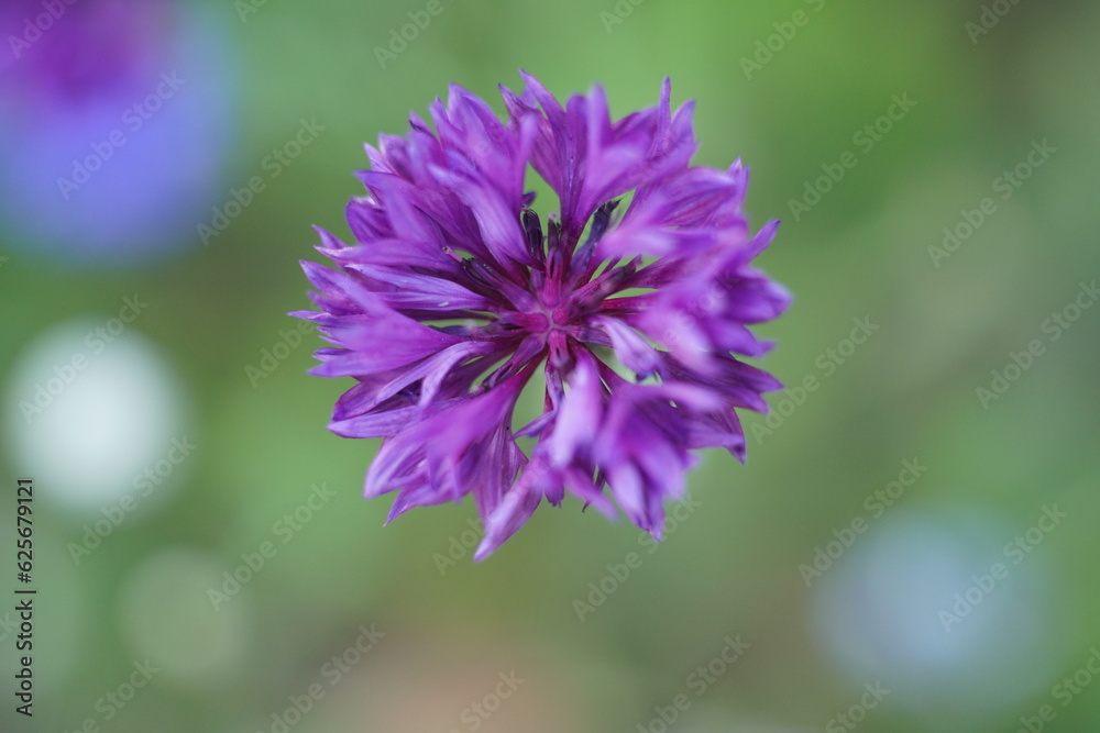 Blüte einer violetten Kornblume im Detail