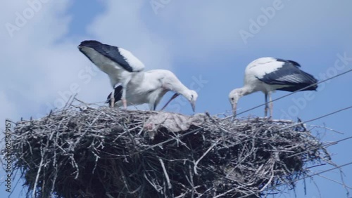 White storks baby eating in the nest.