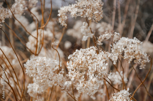 Hydrangea dried flowers in the garden. Natural background