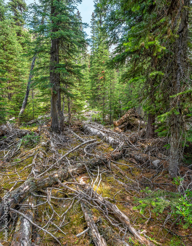 Forest floor with fallen trees caused by an avalanche in Yoho National Park, British Columbia, Canada