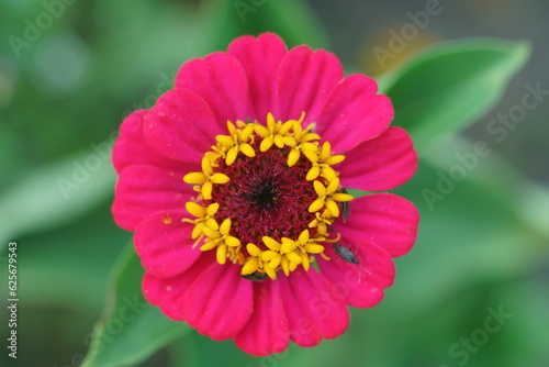 Bl  hende Zinnien  Zinnia elegans