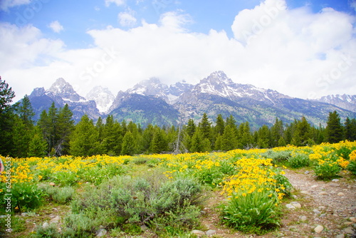 Snow mountain at Grand Teton National Park in early summer  Wyoming  USA