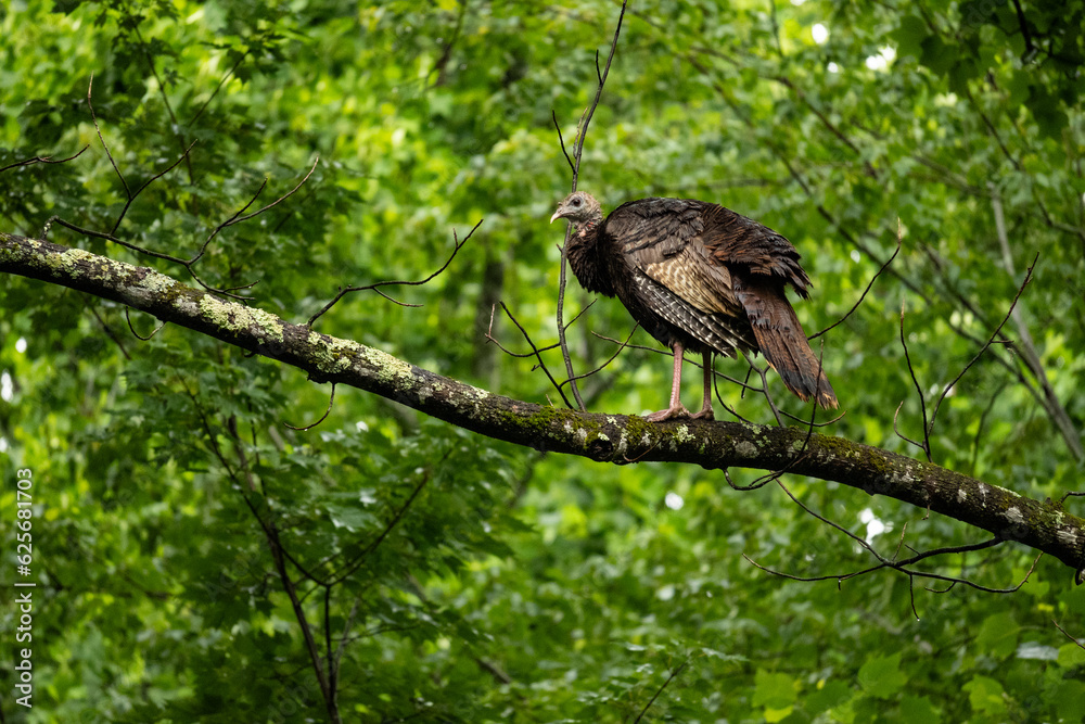 wild turkey on a tree in the great smoky mountains national park in tennessee