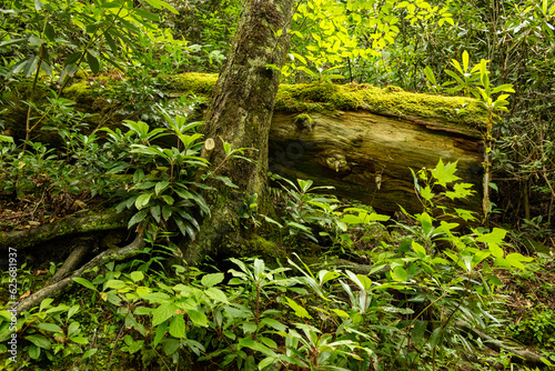 landscape in the Great Smoky Mountains National Park