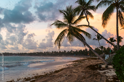 vue sur un palmier sur la plage en bord de mer lors d un lever de soleil avec des nuages dans le ciel
