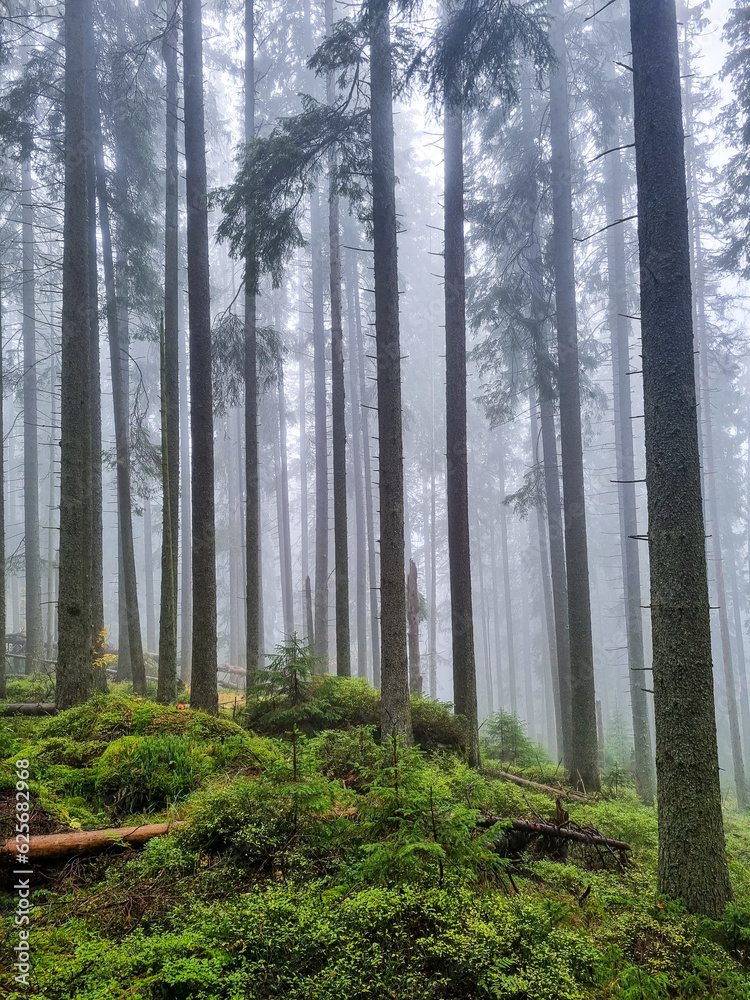 Fototapeta premium Panoramic view of the majestic evergreen forest in a morning fog. Mighty pine tree silhouettes. 