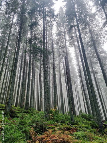 Panorama of foggy forest. Fairy tale spooky looking woods in a misty day. Cold foggy morning in horror forest 