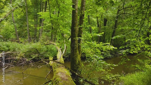 Radunia Valley, also called Jar of the Radunia River - a landscape nature reserve in the Kashubian Lake District, Radunia River at summer.  Kashubia. Poland