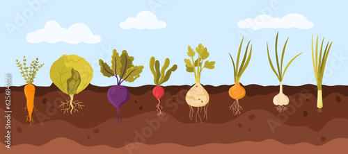 Garden vegetable growth in soil vector illustration. Cartoon infographic background with carrot cabbage beetroot radish celery onion garlic leek, organic agriculture plants with roots and leaf, bulbs
