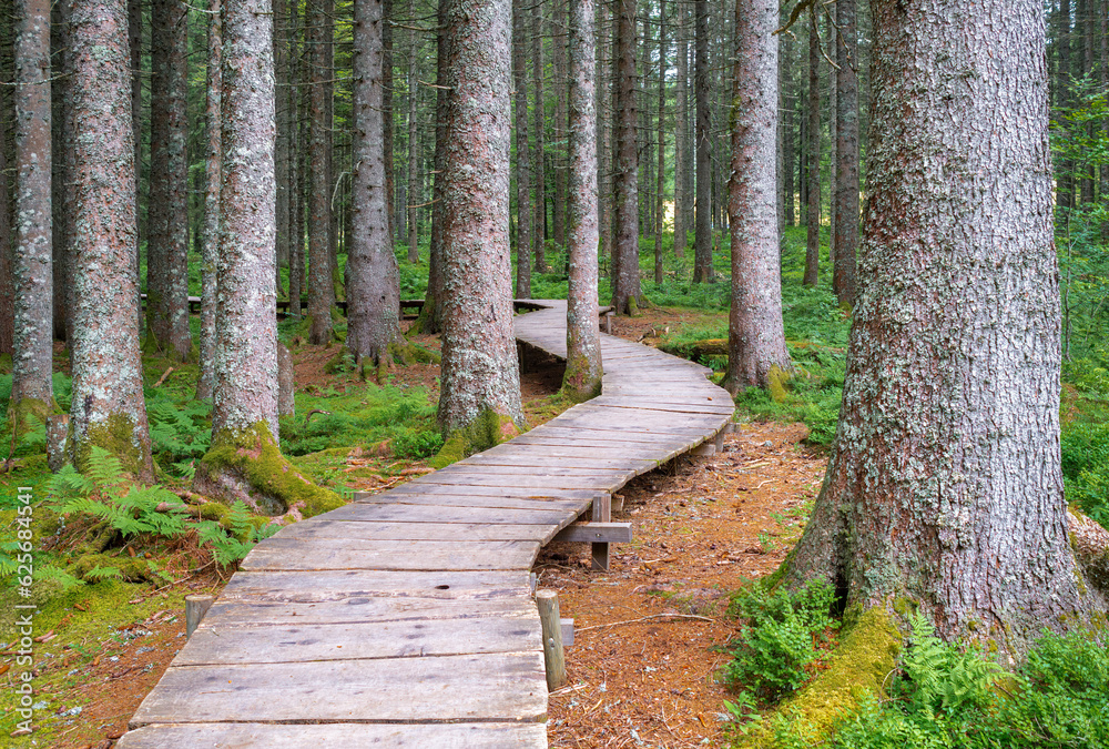 Obraz premium The magic forest path leads 2.5 kilometers through the enchanted high moor landscape of the Taubenmoos in Bernau, district of Oberlehen, Black Forest region in Germany.