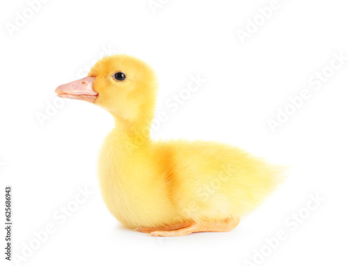 Cute duckling on white background