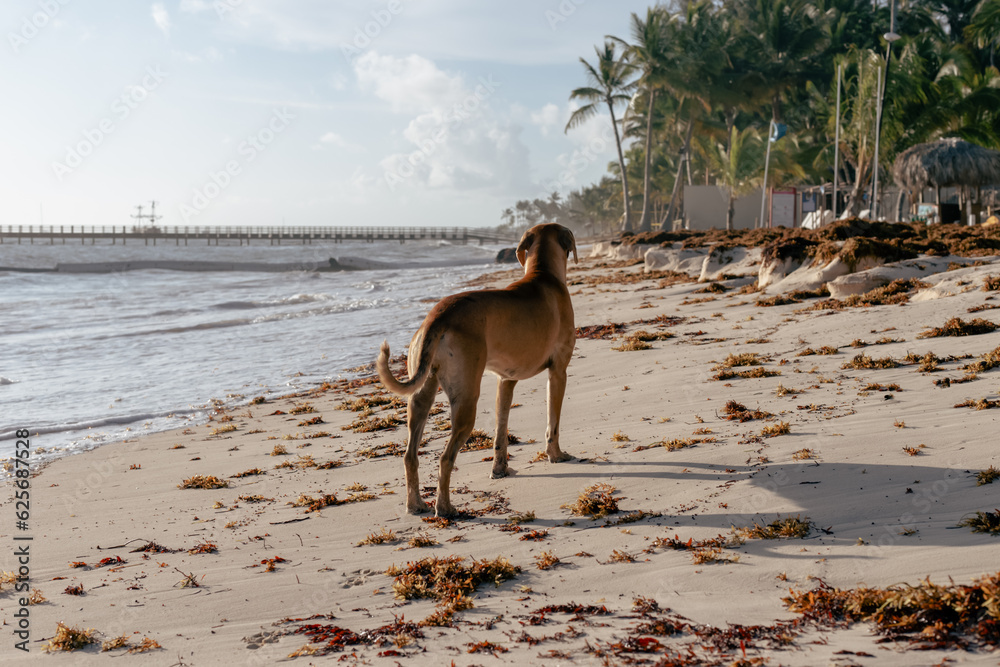 vue d'un chien brun à poil court de dos qui regarde devant sur une plage pleine d'algue lors d'un lever de soleil 