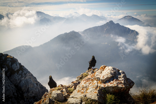 choughs at the peak of mountains in bavaria in autumn with panoramic view photo