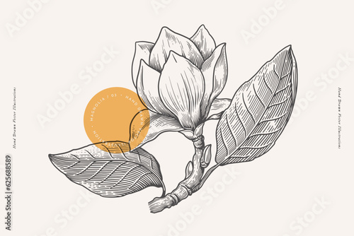Magnolia flower and branch in engraving style. Beautiful ornamental plant, vector illustration. Botanical illustration for floral design in perfumery and cosmetology.