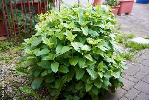 Melissa officinalis plant growing outdoors photo