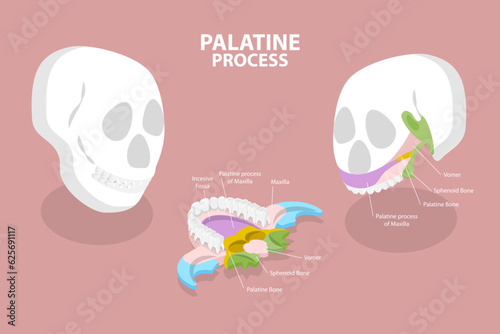 3D Isometric Flat Vector Conceptual Illustration of Palatine Process, Educational Diagram
