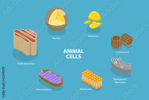 3D Isometric Flat Vector Conceptual Illustration of Animal Cells, Educational Diagram