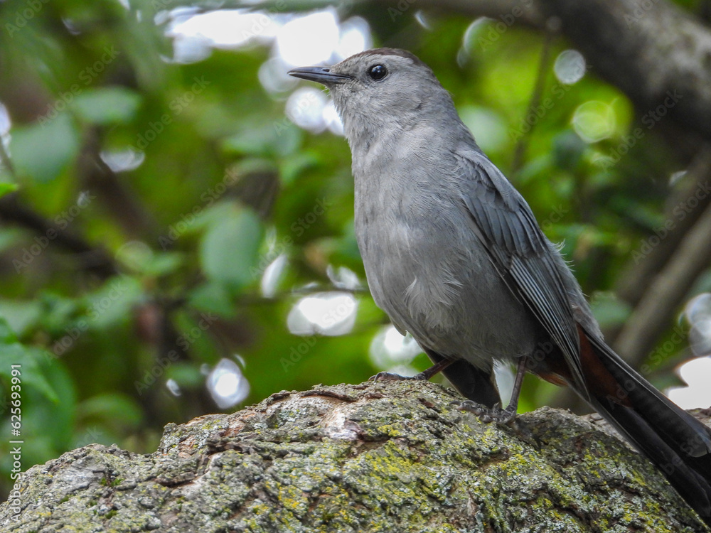Obraz premium Gray Catbird