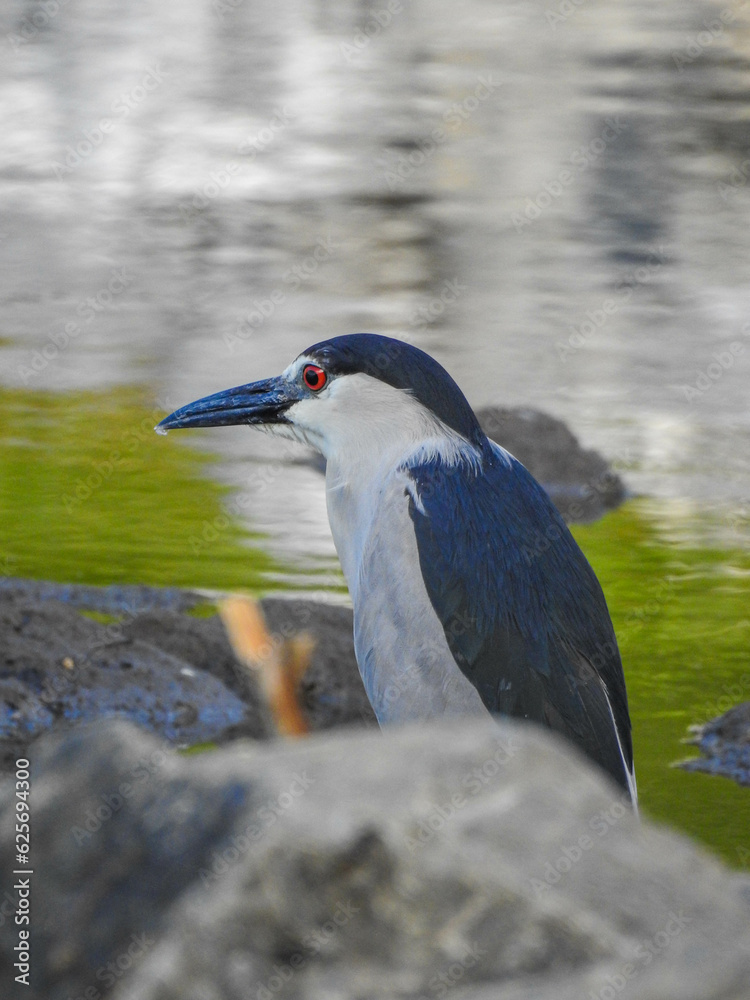 Black-crowned night-heron