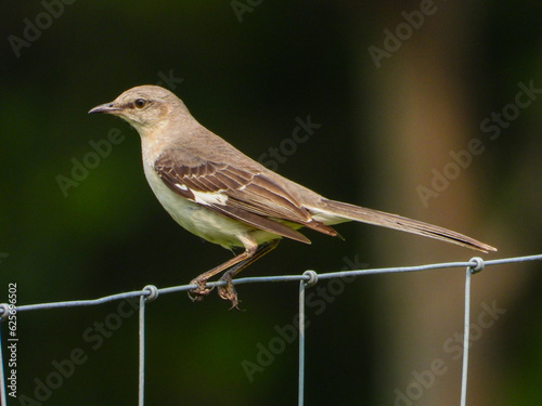 Northern Mockingbird