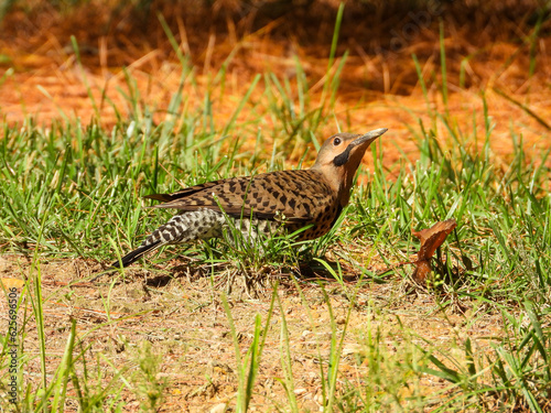 Northern Flicker Woodpecker