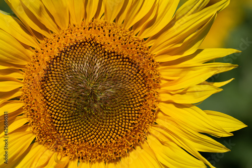 Close-up of a sunflower with yellow petals. The pollen can be seen in the middle.