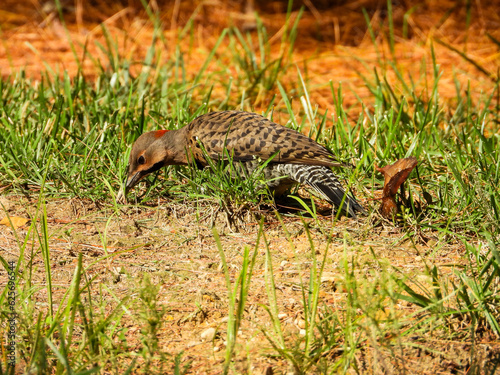 Northern Flicker Woodpecker