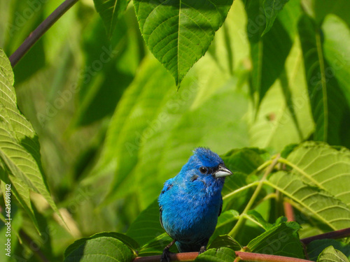 Indigo Bunting