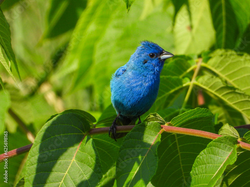 Indigo Bunting