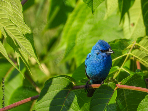 Indigo Bunting
