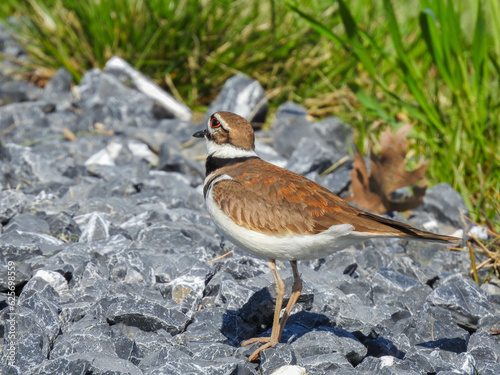 Killdeer Bird