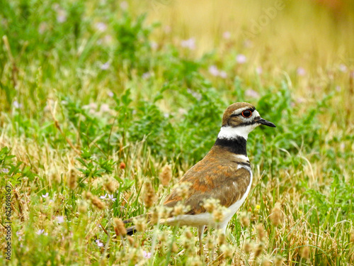 Killdeer Bird