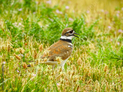 Killdeer Bird