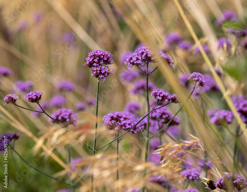 фотографія Purple verbena flowers growing amongst ornamental grasses at RHS Wisley garden,
