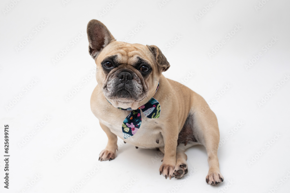 Cute French Bulldog sitting in a studio on a white background