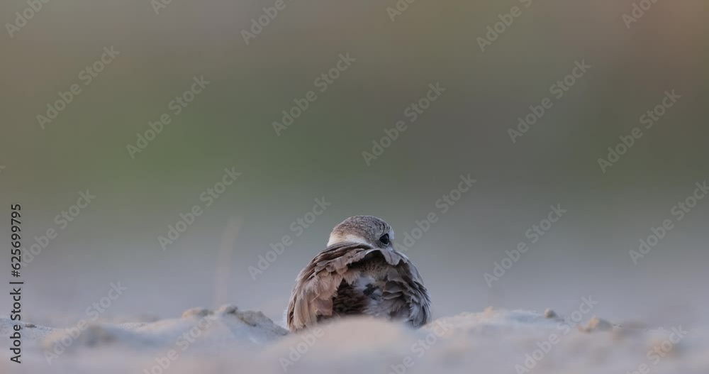 Wader and shorebirds, the kentish plover chick with his mother. Wader and shorebirds, the kentish plover chick with his mother.