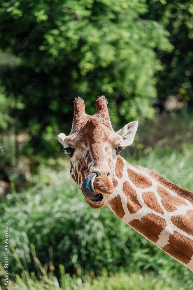 giraffe in zoo licking its own nose giraffe in zoo licking its own nose