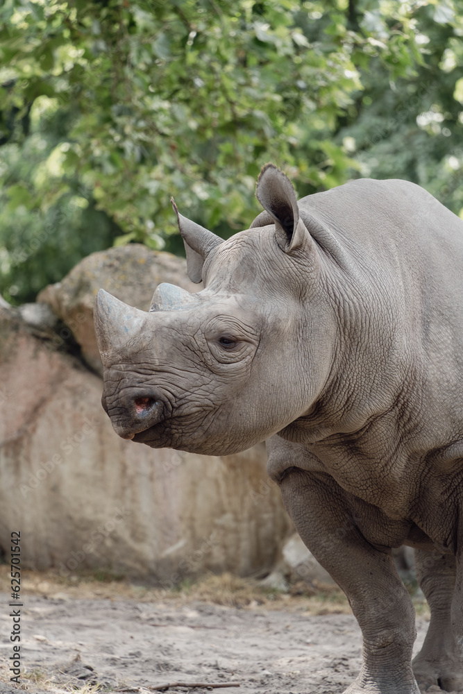 rhino in the zoo