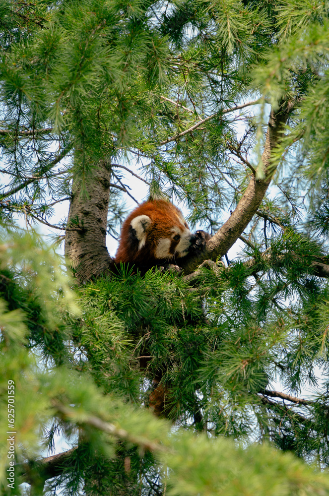 Obraz premium red panda bear in forest