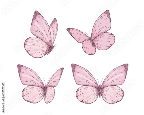 collection of butterflies © gltekin