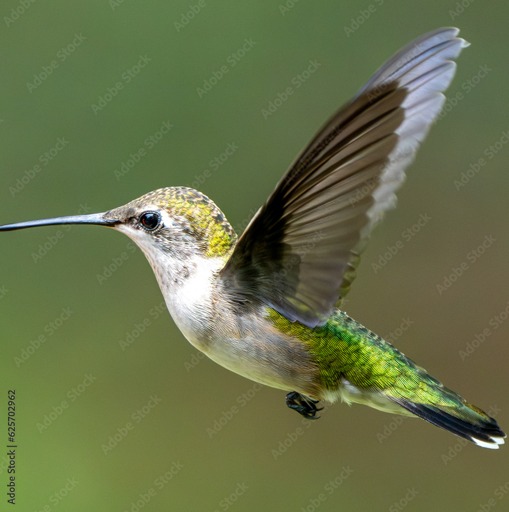 Fototapeta premium Ruby Throated Hummingbird in flight.